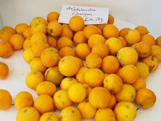 Kalabrische Orangen bei Casa Caria