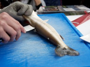 Fisch filetieren mit dem Kettenhandschuh Fisch filetieren mit dem Kettenhandschuh