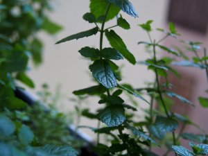 Minze Minze und andere Kräuter