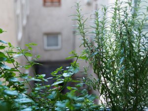 Minze und Rosmarin Minze und Rosmarin