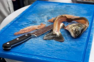 Saibling ohne Filets Saiblingskarkasse nach dem Filetieren