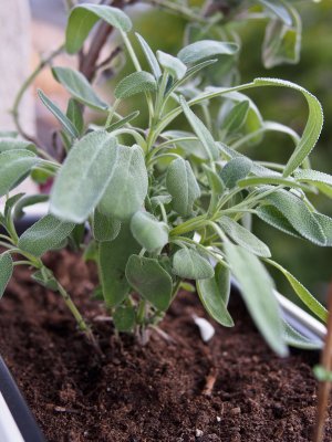 Salbei in einem Lechuza-Kisterl auf der Fensterbank Salbei in einem Lechuza-Kisterl auf der Fensterbank