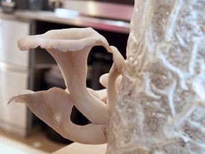 Pilzzucht für zuhause Pilze an einem Sack mit Humus