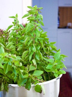 Strauchbasilikum Strauchbasilikum