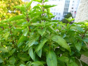 Strauchbasilikum und vietnamesischer Koriander Strauchbasilikum und vietnameischer Koriander