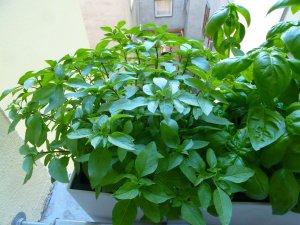 Thai- und Genovese-Basilikum Thai- und Genovese-Basilikum