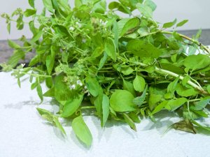 Zitronenbasilikum Zitronenbasilikum